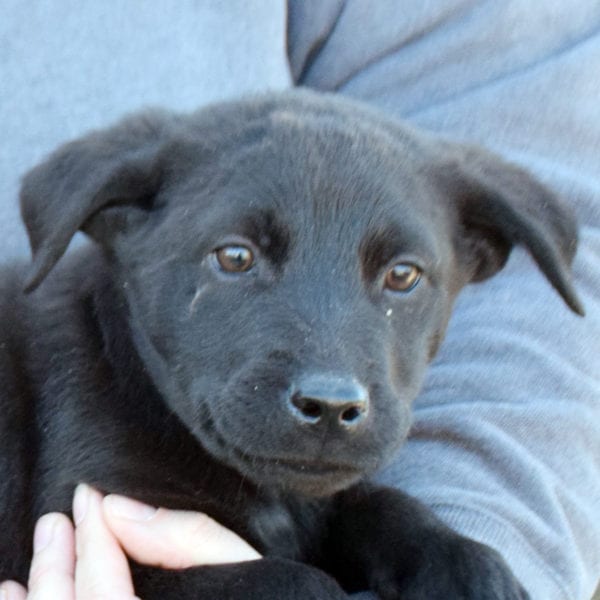Aries - Animal House Shelter Aries - Animal House Shelter