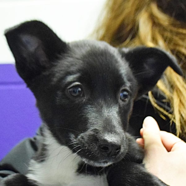 Find a Dog to Adopt or Foster Animal House Shelter