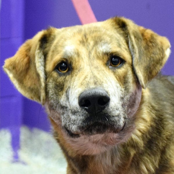 Rolo - Animal House Shelter Rolo - Animal House Shelter