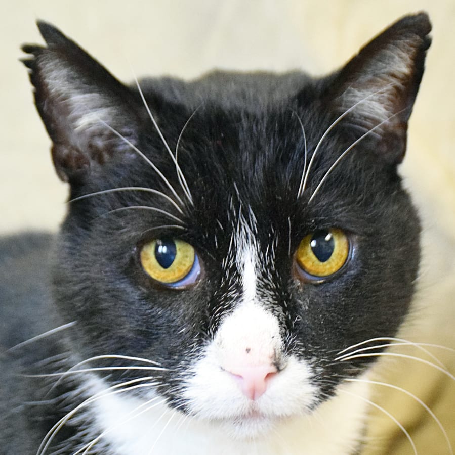 Sylvester Animal House Shelter