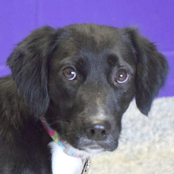 aurora animal shelter aurora animal shelter