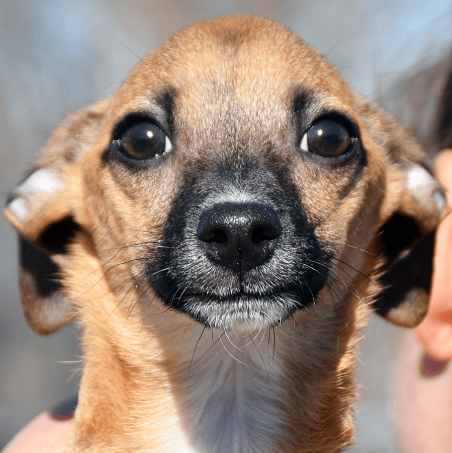 Gordon Animal House Shelter