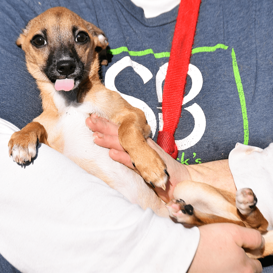 Gordon Animal House Shelter