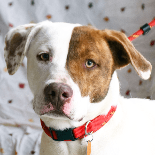 Tyler - Animal House Shelter Tyler - Animal House Shelter