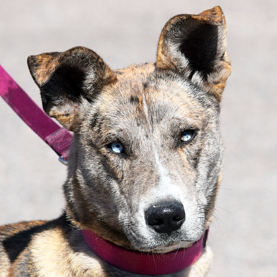 Kit Kat Animal House Shelter