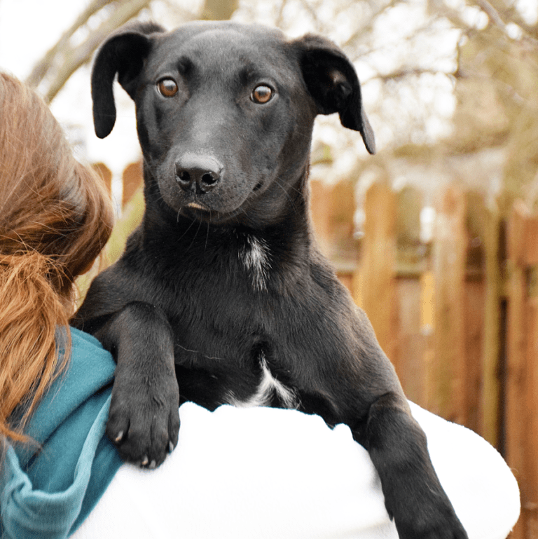 Bonsai Animal House Shelter