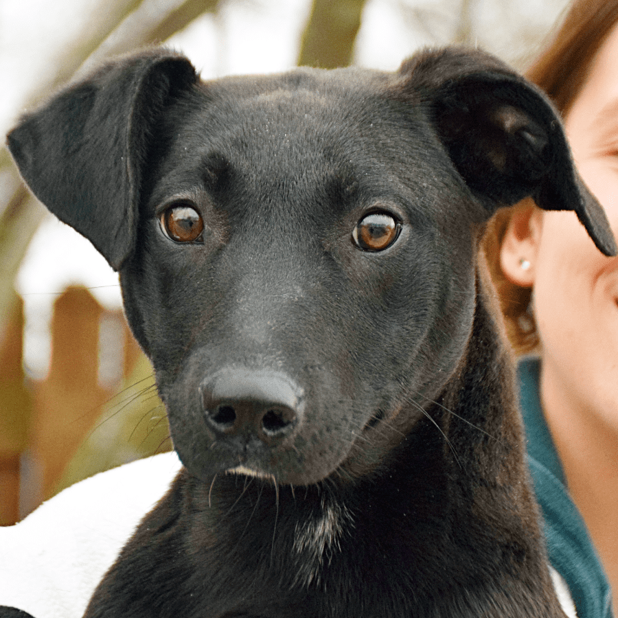 Bonsai Animal House Shelter