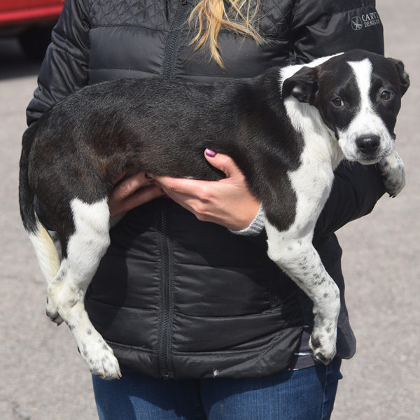 Ashley - Animal House Shelter Ashley - Animal House Shelter