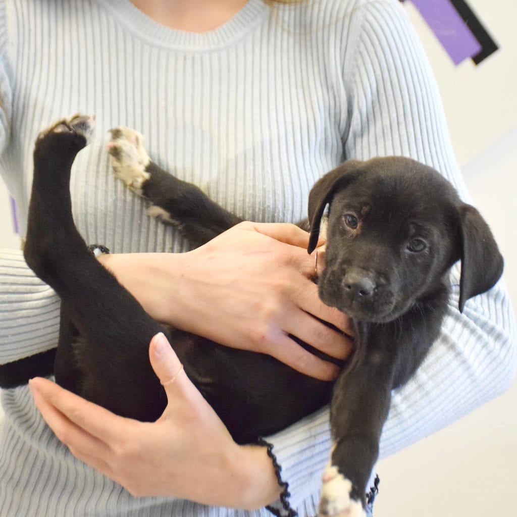 Honeydew Animal House Shelter