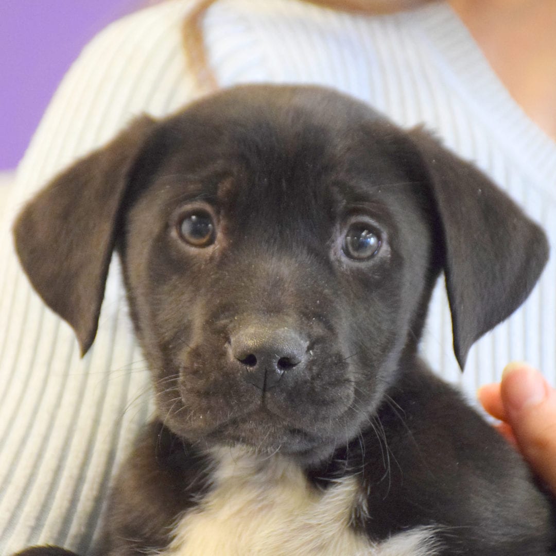 Honeydew Animal House Shelter