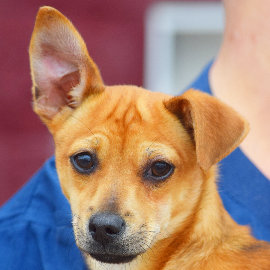 Chacha Animal House Shelter