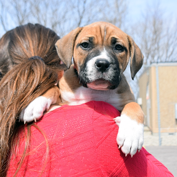 Clover dog pet supply hotsell