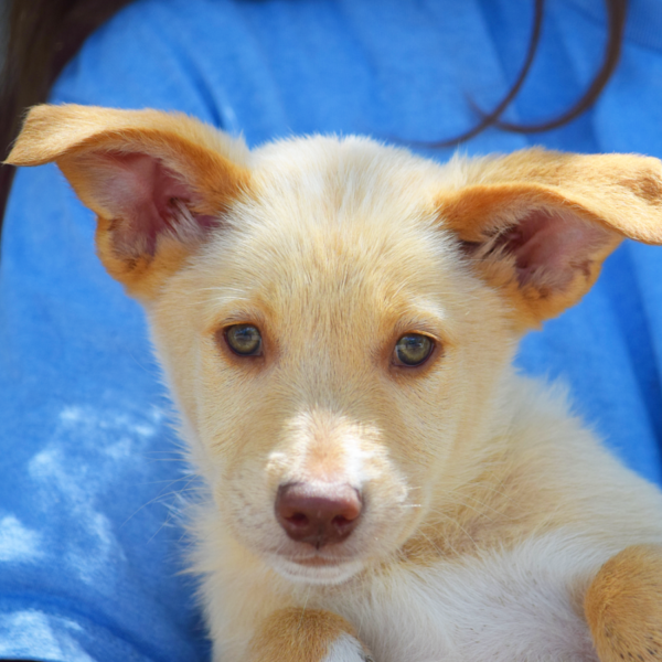 Find a Dog to Adopt or Foster Animal House Shelter