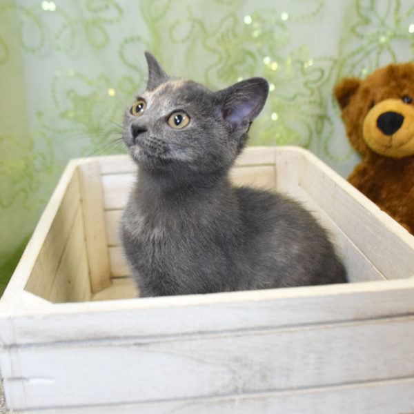 Teddy bear nyx