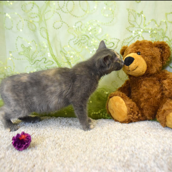 Teddy bear nyx