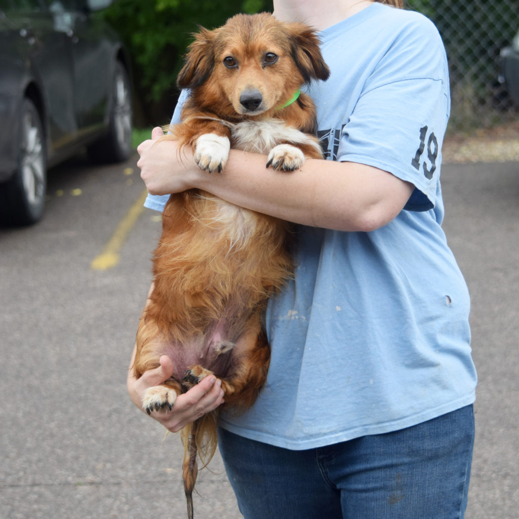 Buster Animal House Shelter