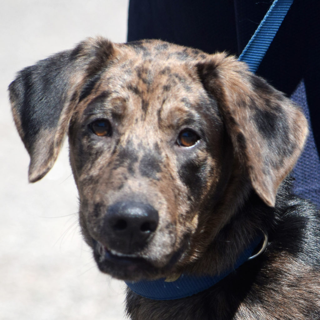 Shirley Animal House Shelter