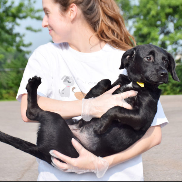 Bennie - Animal House Shelter Bennie - Animal House Shelter