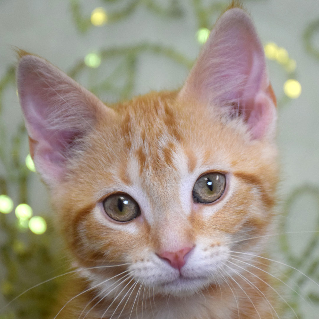 Decatur Animal House Shelter