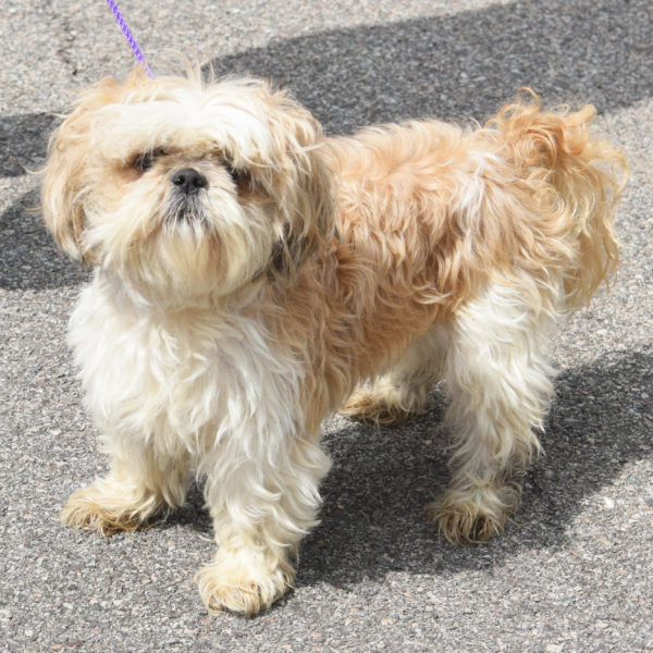 Gizmo - Animal House Shelter