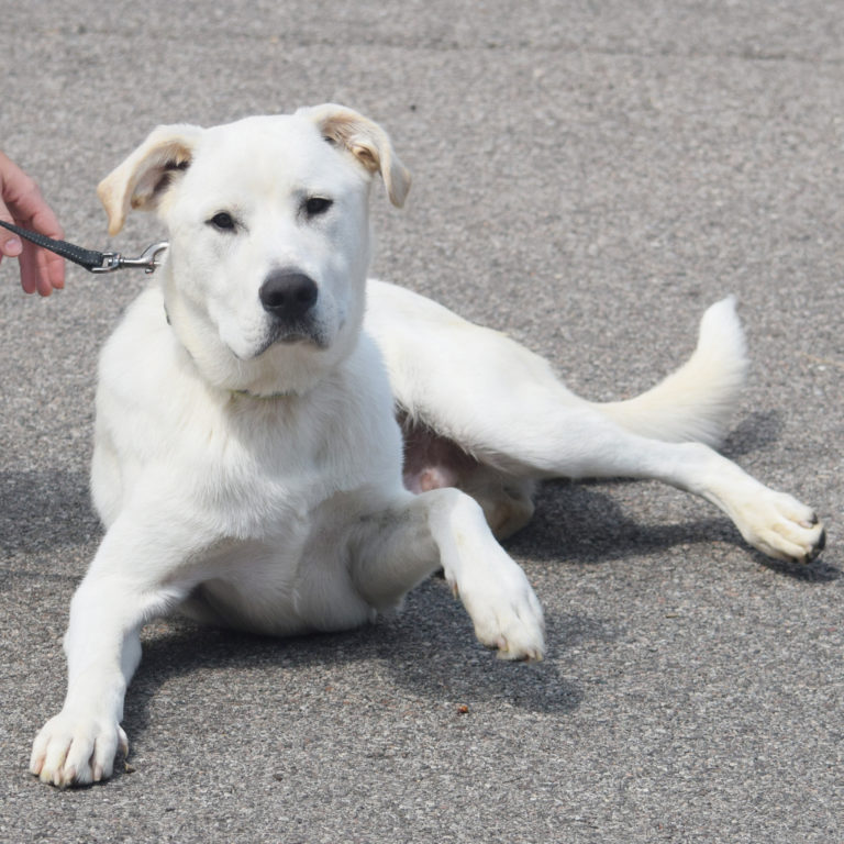 Arnold Animal House Shelter