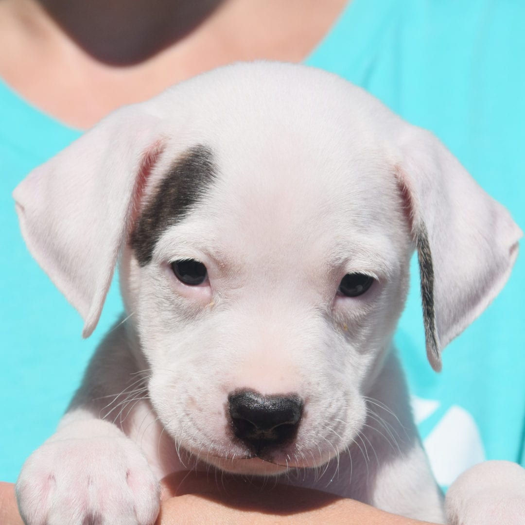 Clover Animal House Shelter