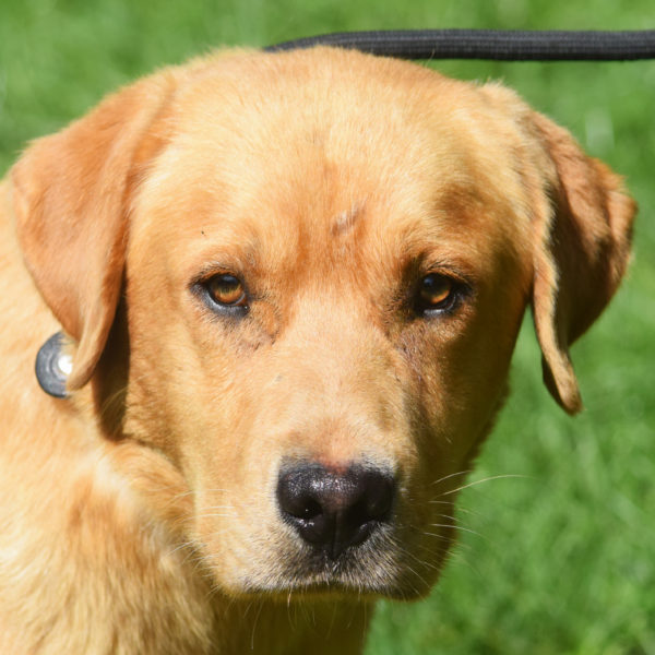 Huntley - Animal House Shelter Huntley - Animal House Shelter