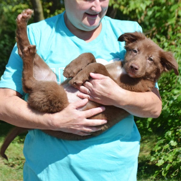 Maui - Animal House Shelter