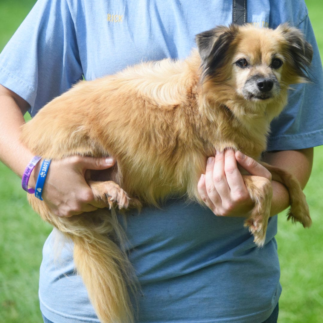 Clarence Animal House Shelter