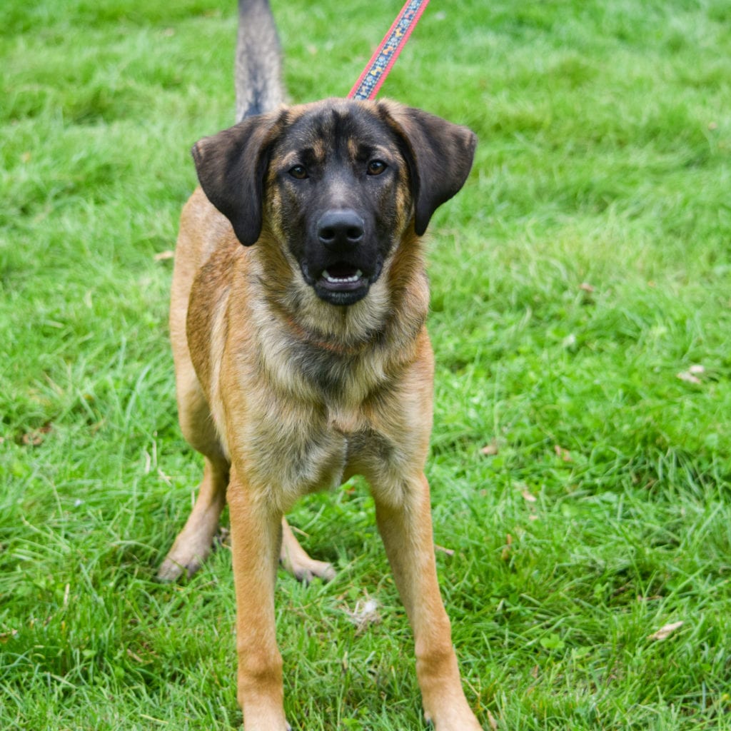 Cocoa Animal House Shelter