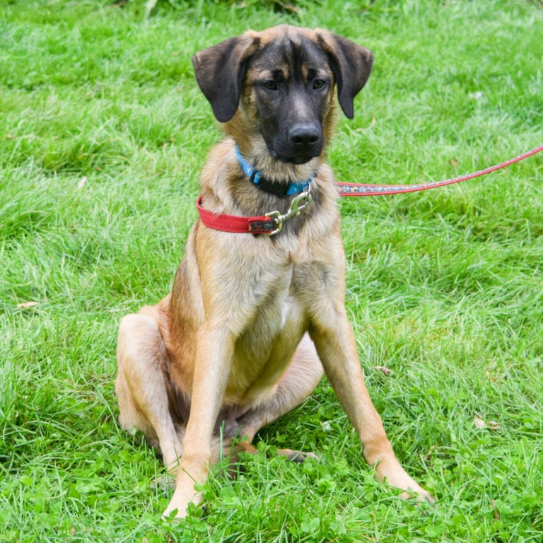 Cocoa Animal House Shelter