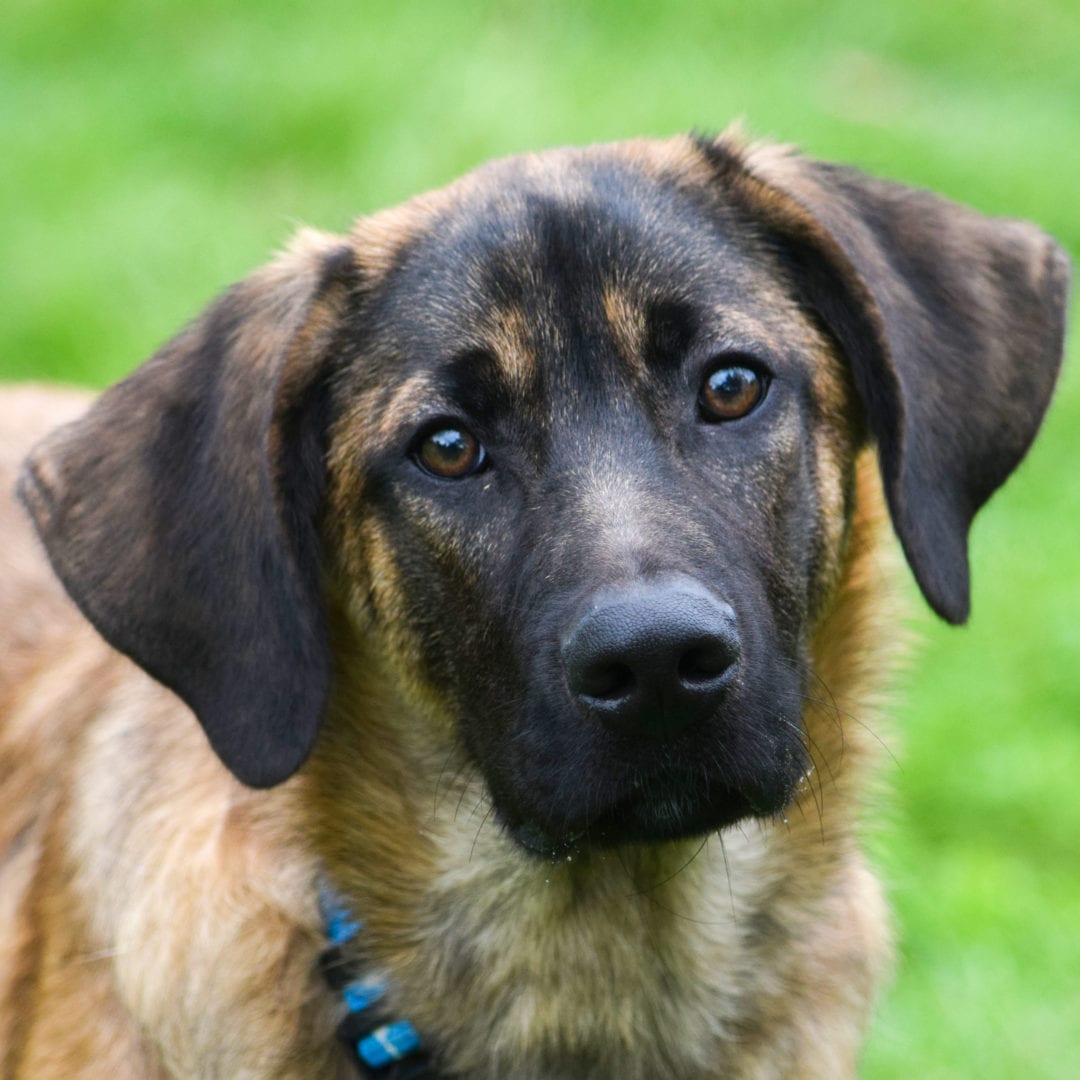 Cocoa Animal House Shelter