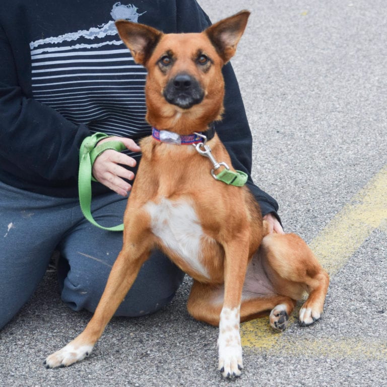 Huntley Animal House Shelter