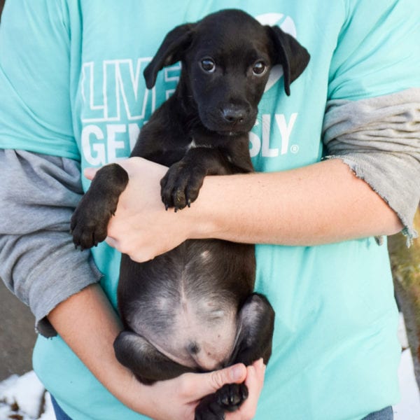 Hyde - Animal House Shelter Hyde - Animal House Shelter