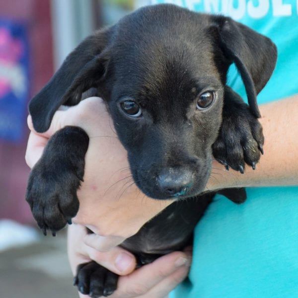 Hyde - Animal House Shelter Hyde - Animal House Shelter