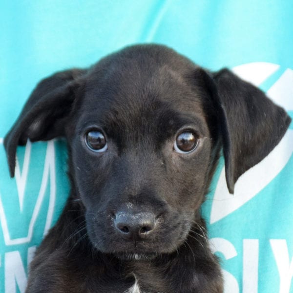 Hyde - Animal House Shelter Hyde - Animal House Shelter