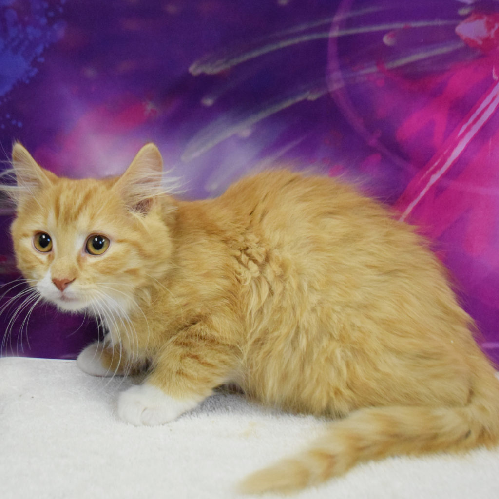 Newton Animal House Shelter