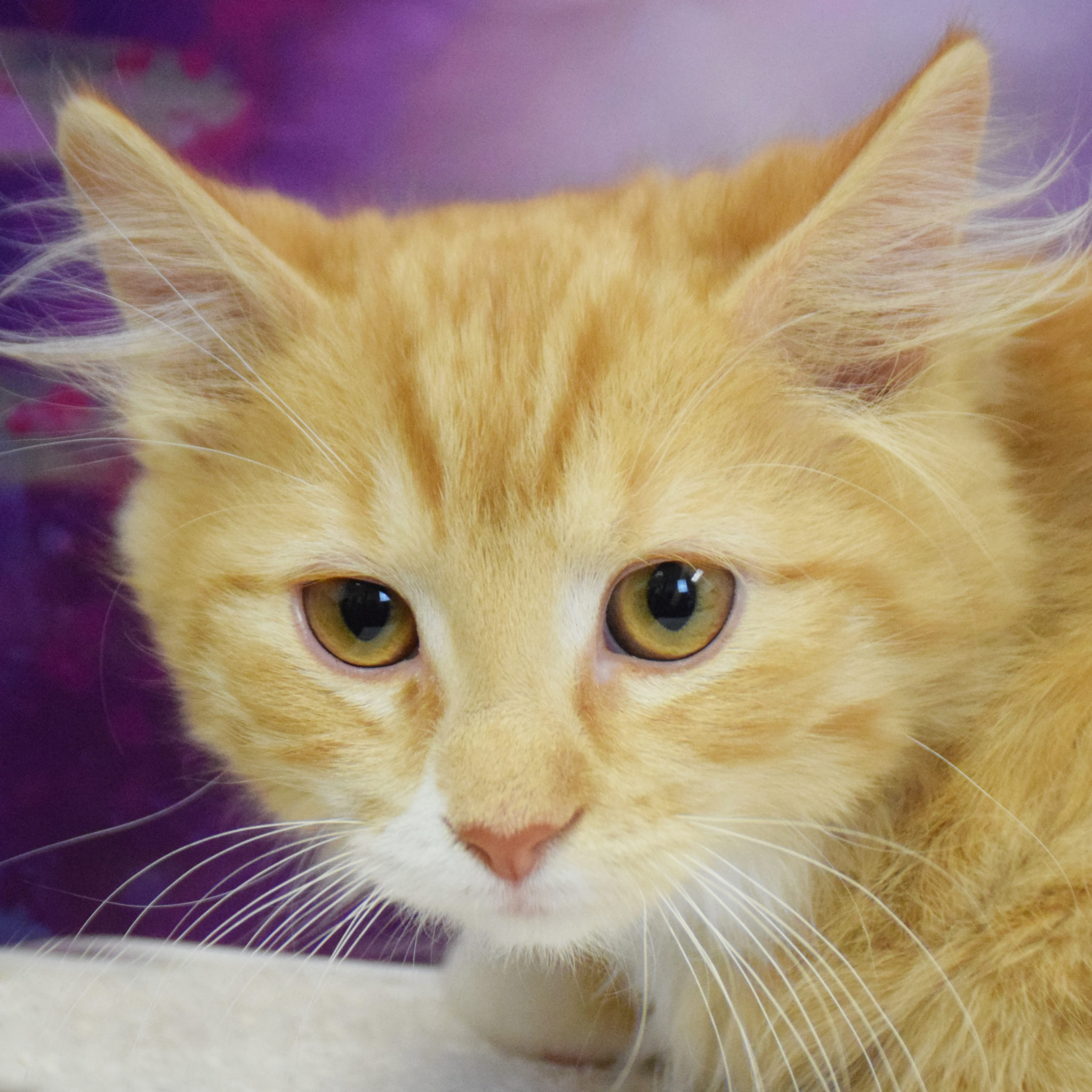 Newton Animal House Shelter