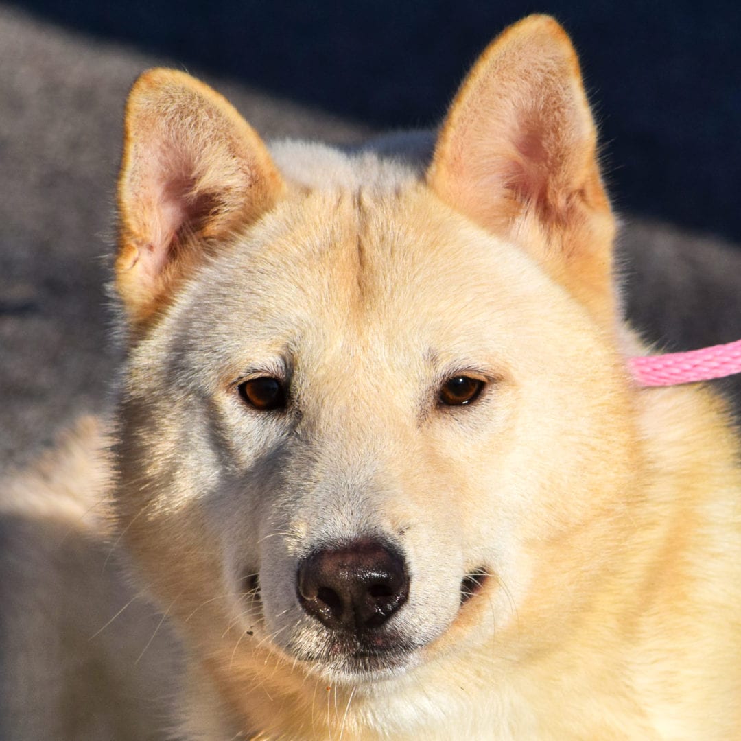 Tyler Animal House Shelter