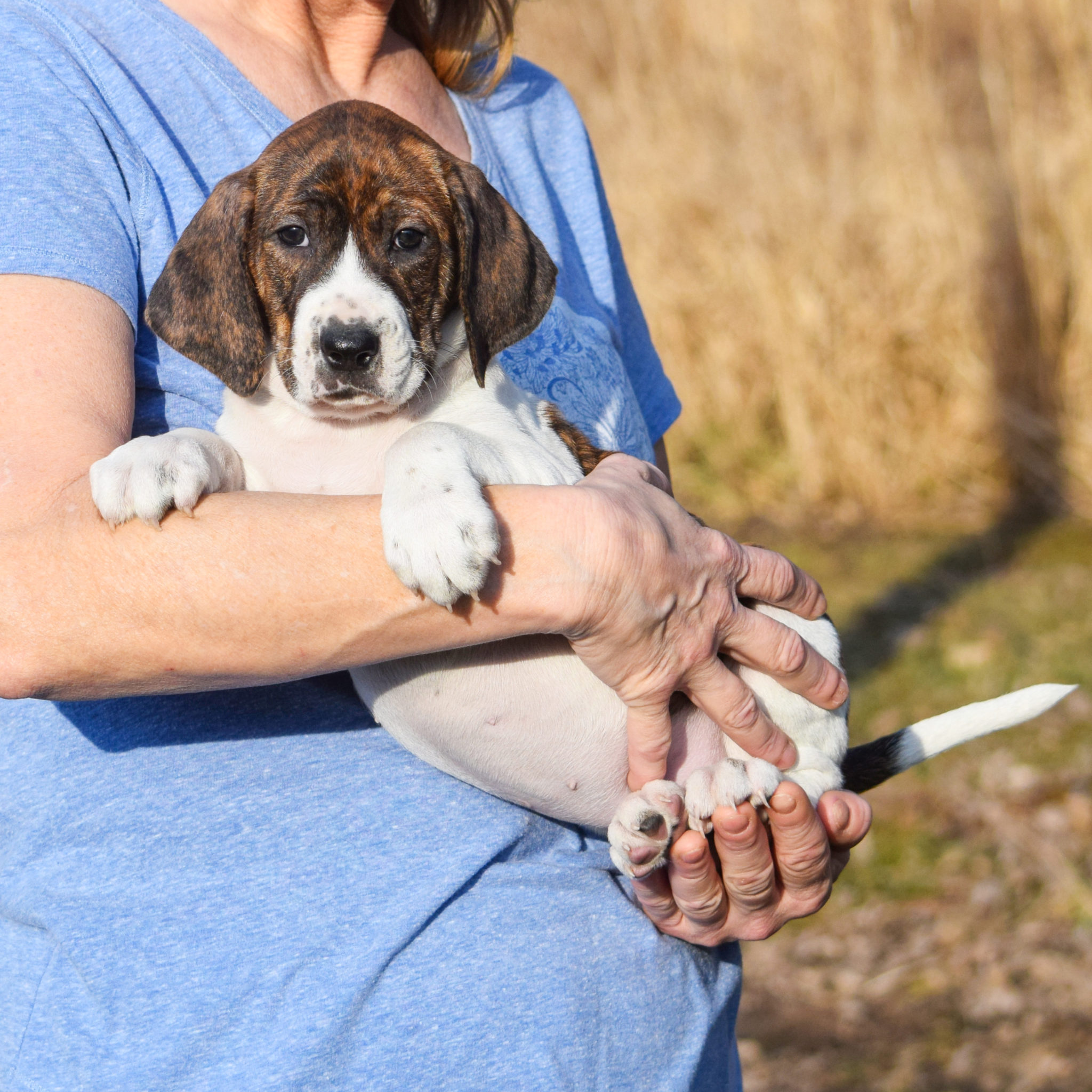 Birdie - Animal House Shelter