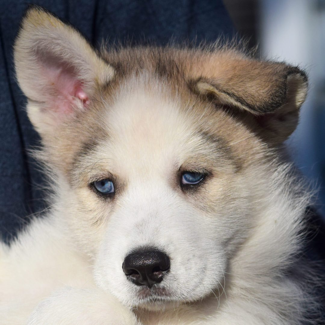 Chinook hot sale husky mix