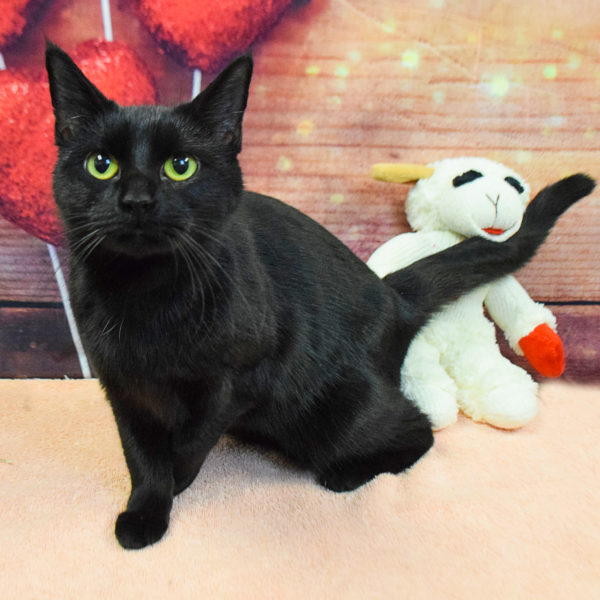 salem the cat plush