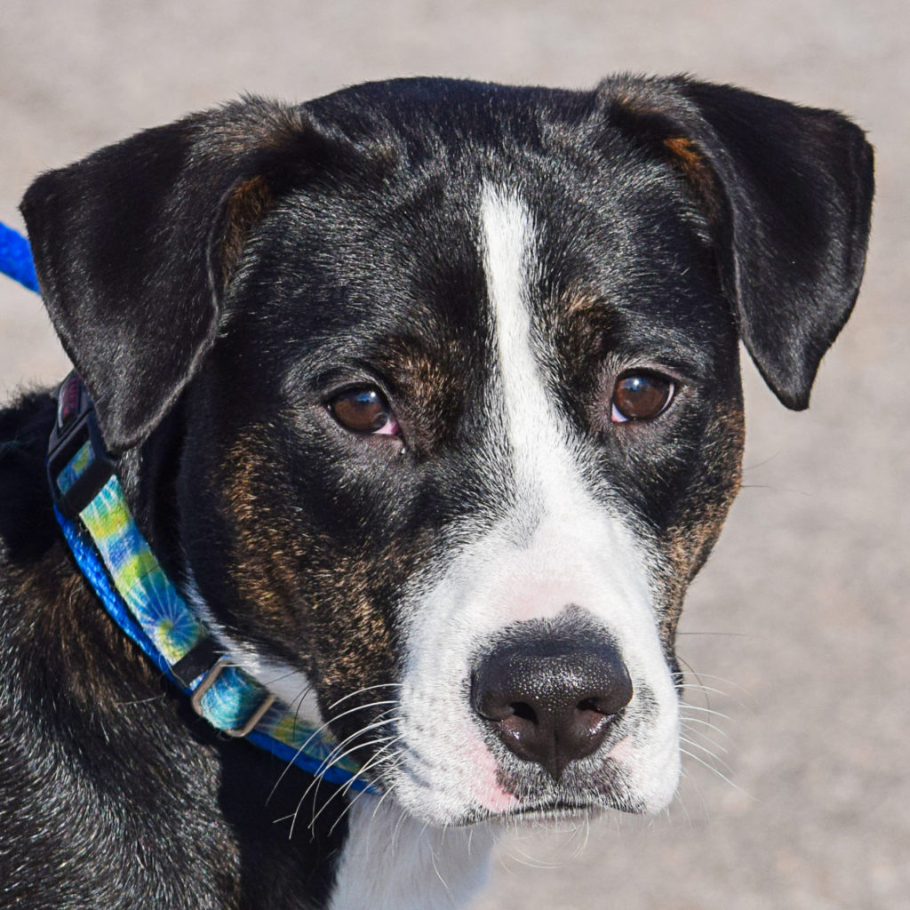 Indy Animal House Shelter