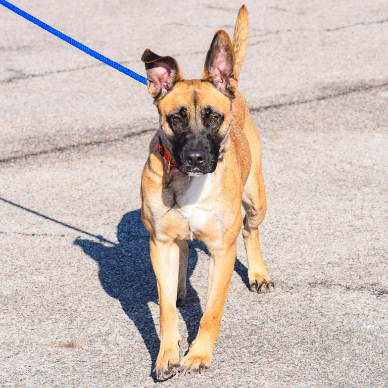 Sunset Animal House Shelter