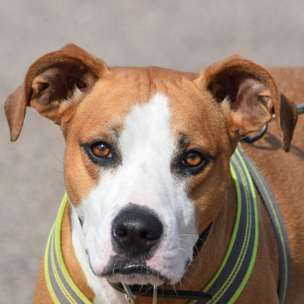 Abigail - Animal House Shelter Abigail - Animal House Shelter