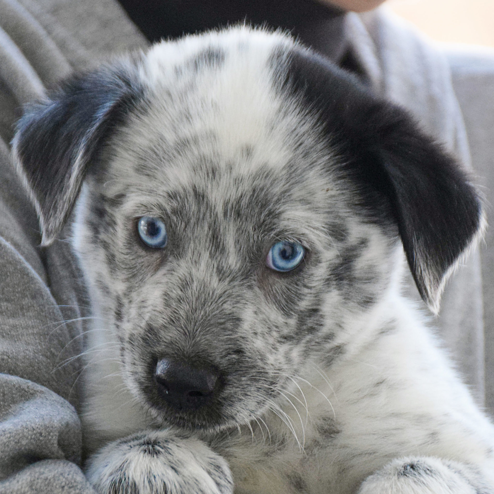 Higgins Animal House Shelter