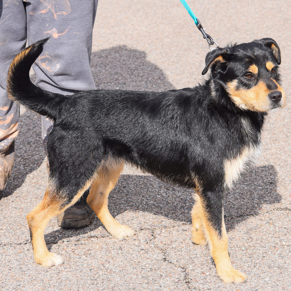 Jupiter Animal House Shelter