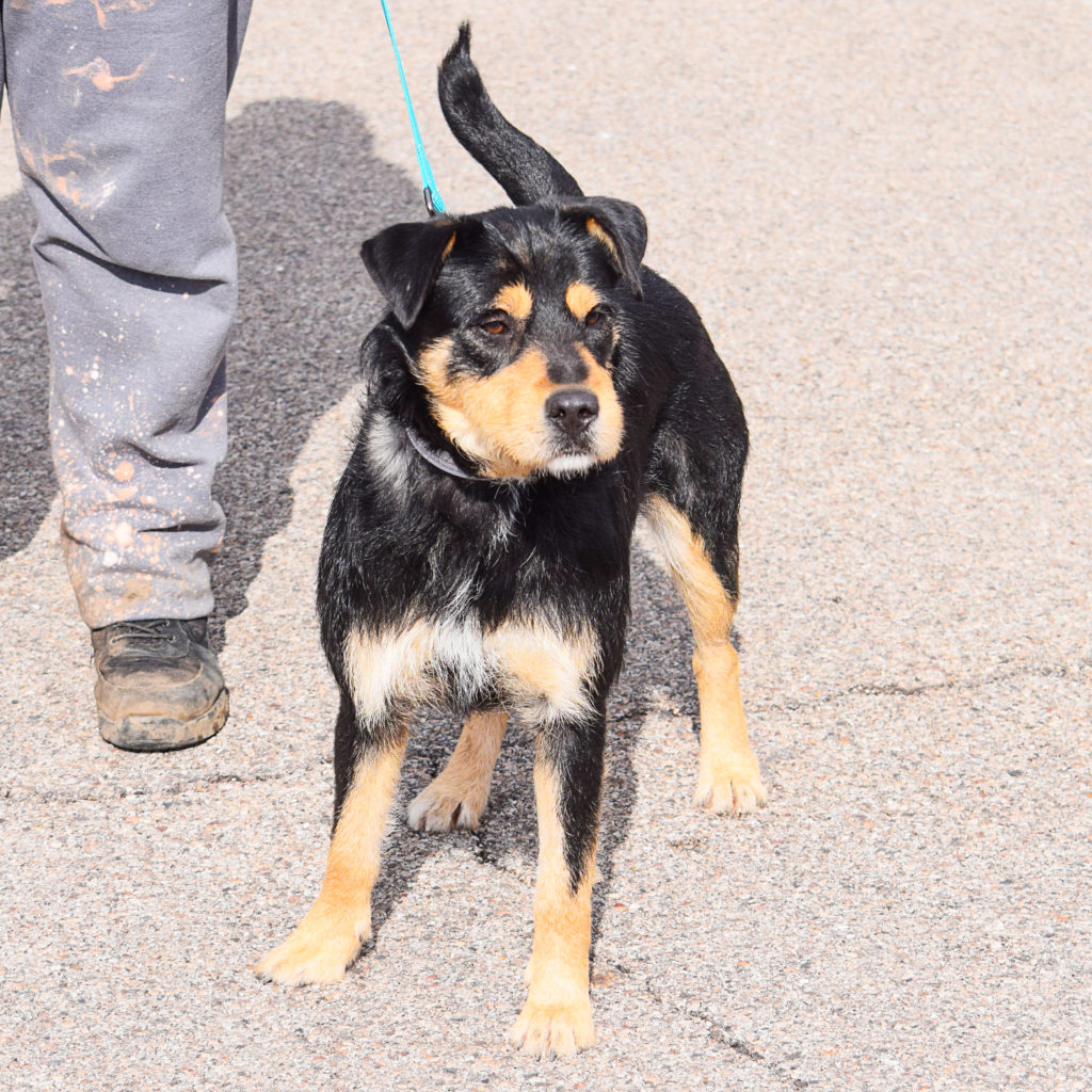 Jupiter Animal House Shelter