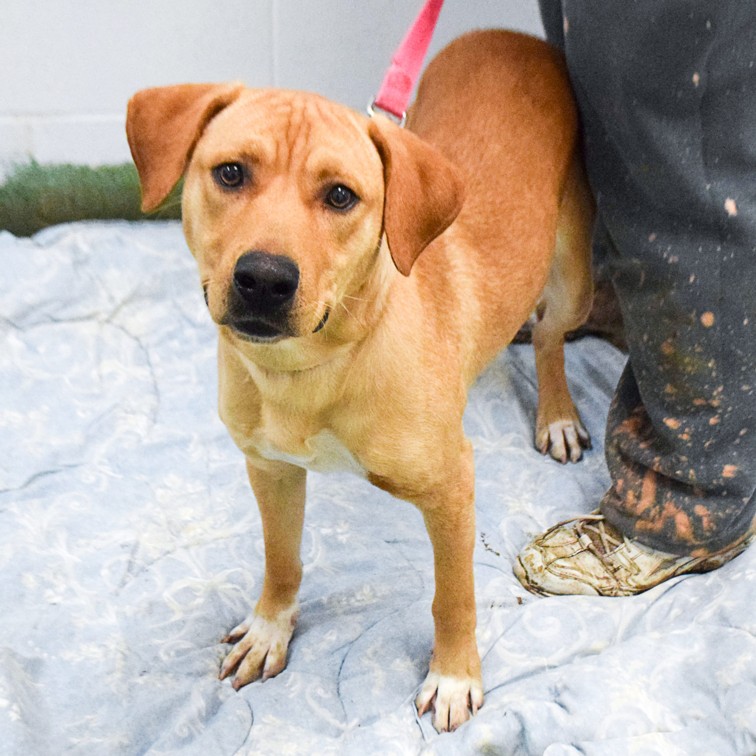 Dogs For Adoption Kent Wa