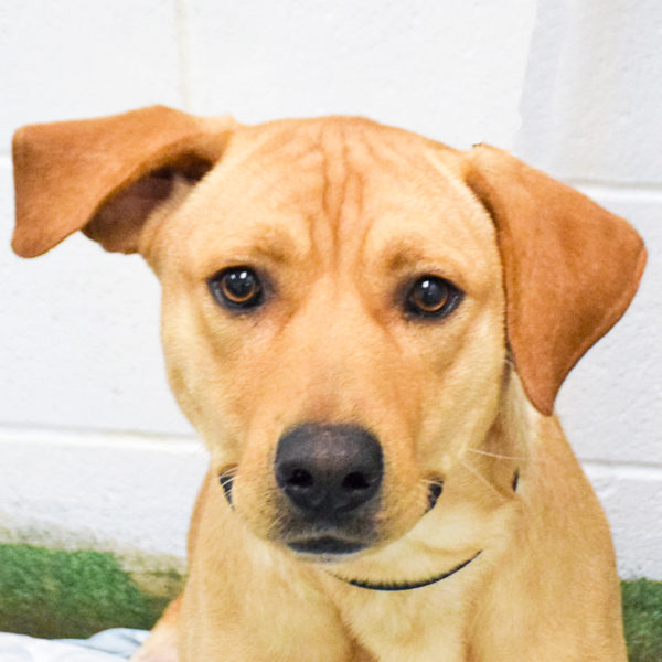 Kent Animal House Shelter